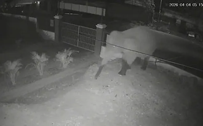 VIDEO: Voi rừng "đi dạo" trên quốc lộ, phá rào vào trường học