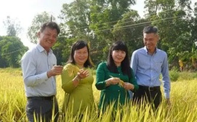 'Bón đúng, bón ít' – Triết lý làm nông nghiệp tử tế của một doanh nghiệp phân bón