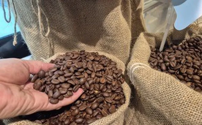 Giá cà phê hôm nay, 30-6: Arabica bật tăng, Robusta sụt giảm