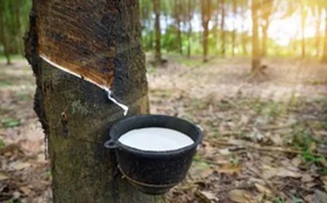 Sang Campuchia buôn “vàng trắng”, lãi hơn 300 tỷ đồng một năm